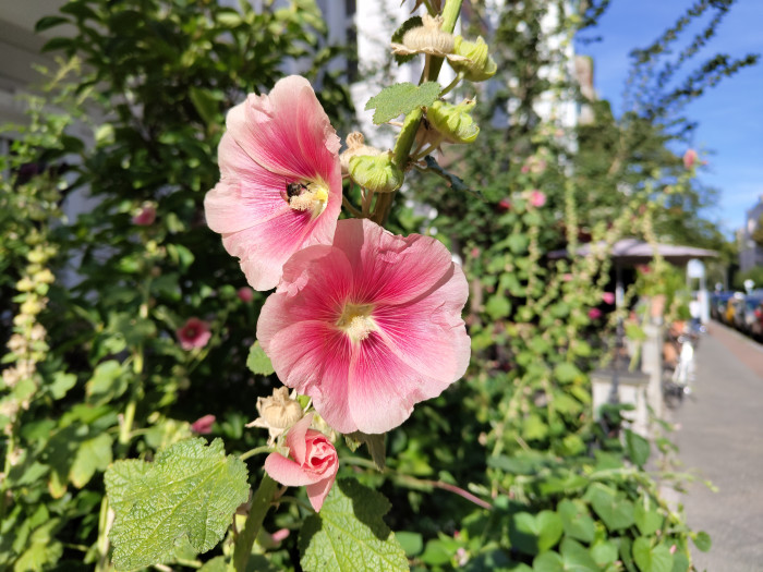 Ein mit dem Phone (1) gemachtes Bild (Bild: Tobias K&ouml;ltzsch/Golem.de)